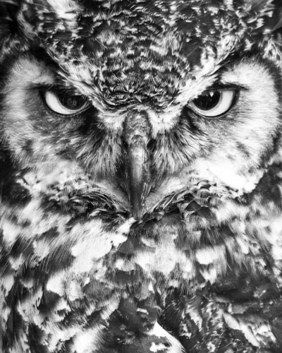 0189_Capilano-Suspension-Bridge-topaz-denoiseraw-sharpen-1 copie