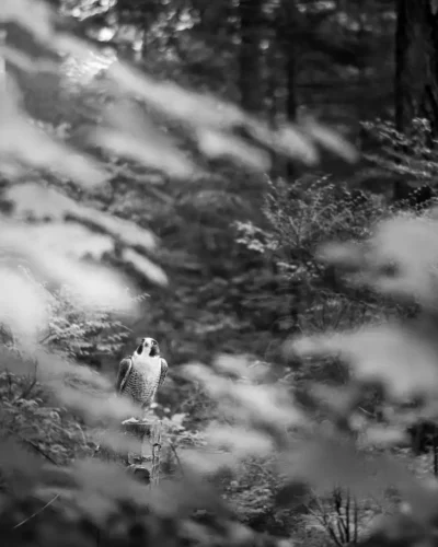 0196_Capilano-Suspension-Bridge-1 copie