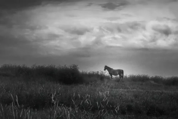 BZH-20110005-Horse_2