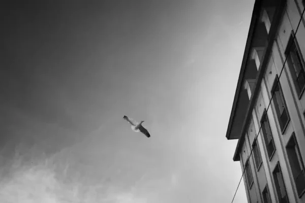 BZH-20150000-Brest_2